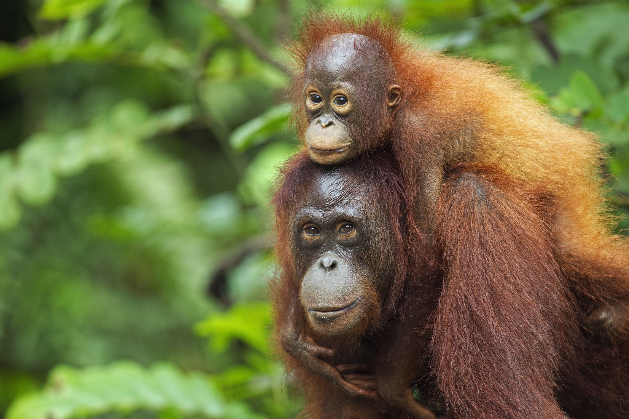 Bornean Orangutan