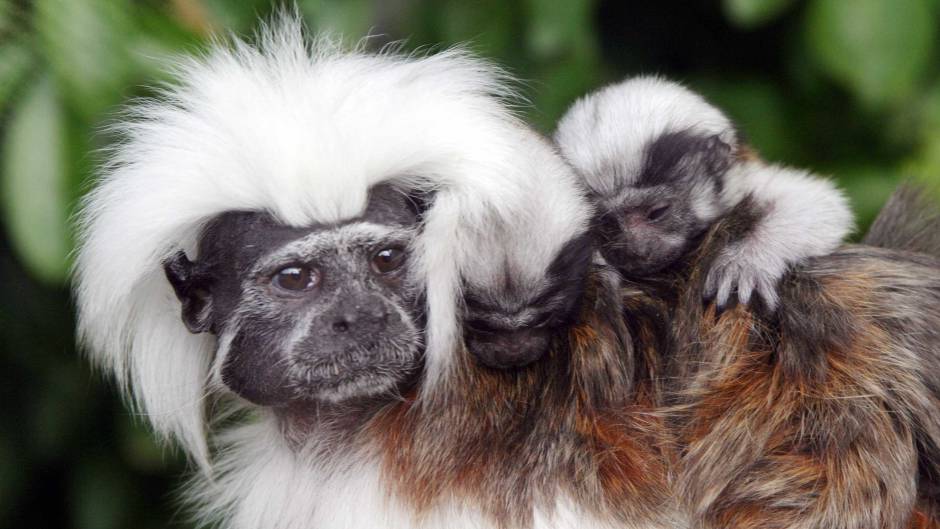 Cotton top tamarin