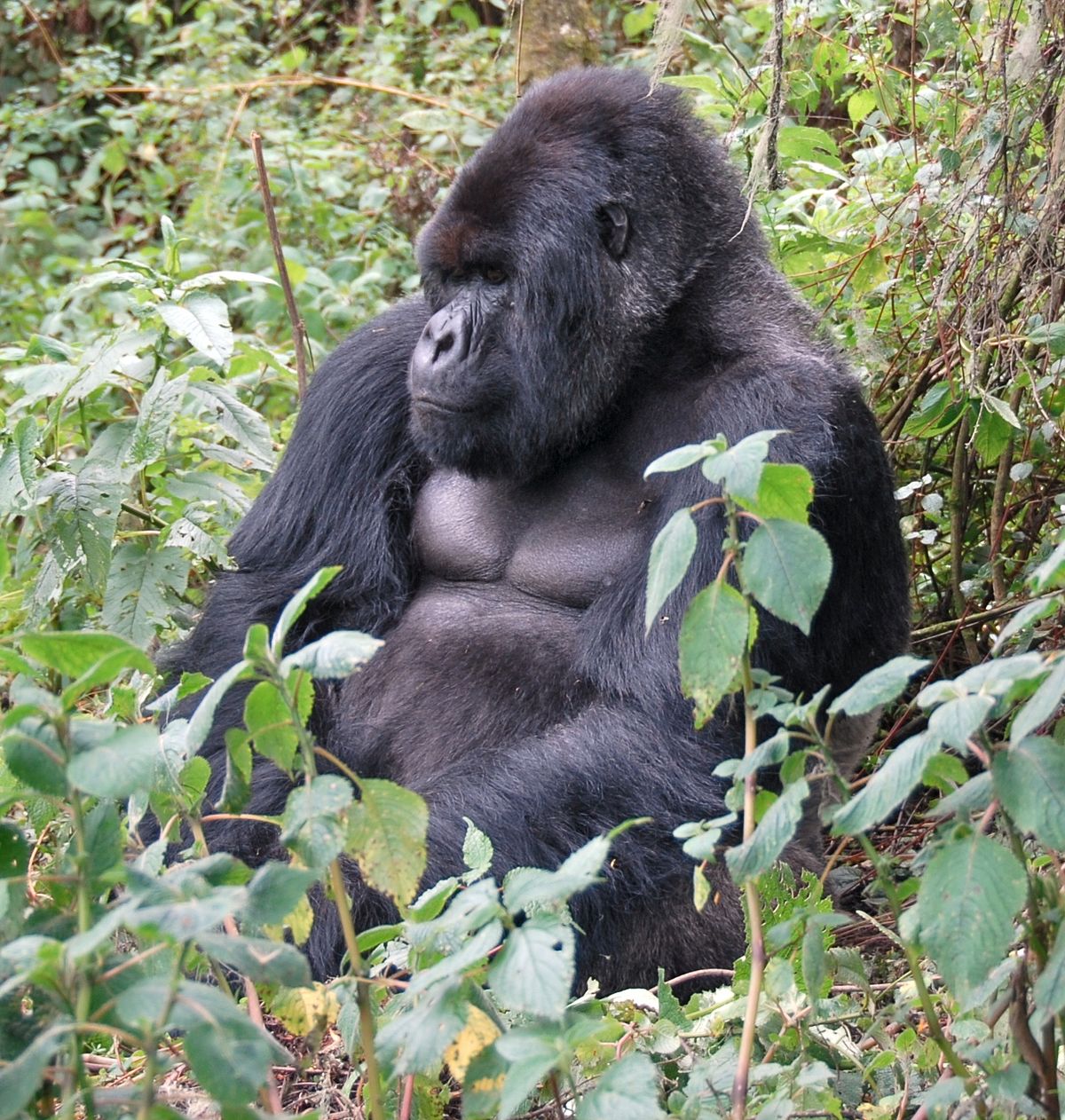 Eastern gorilla