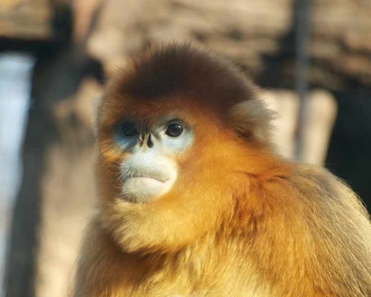 Beijing Zoo animals - monkey!