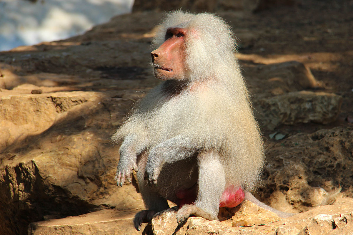 Hamadryas_baboon