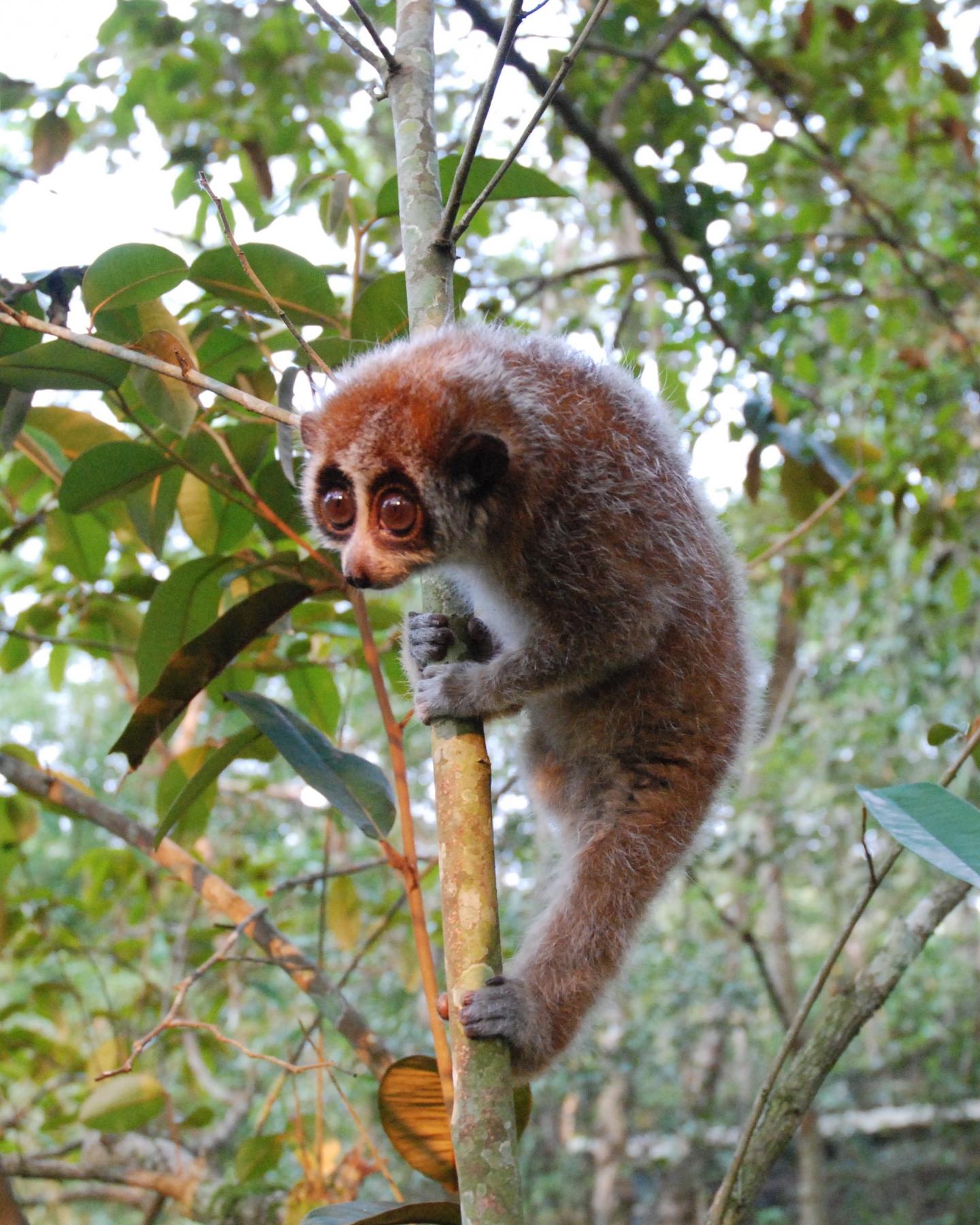 Pygmy slow loris (1)