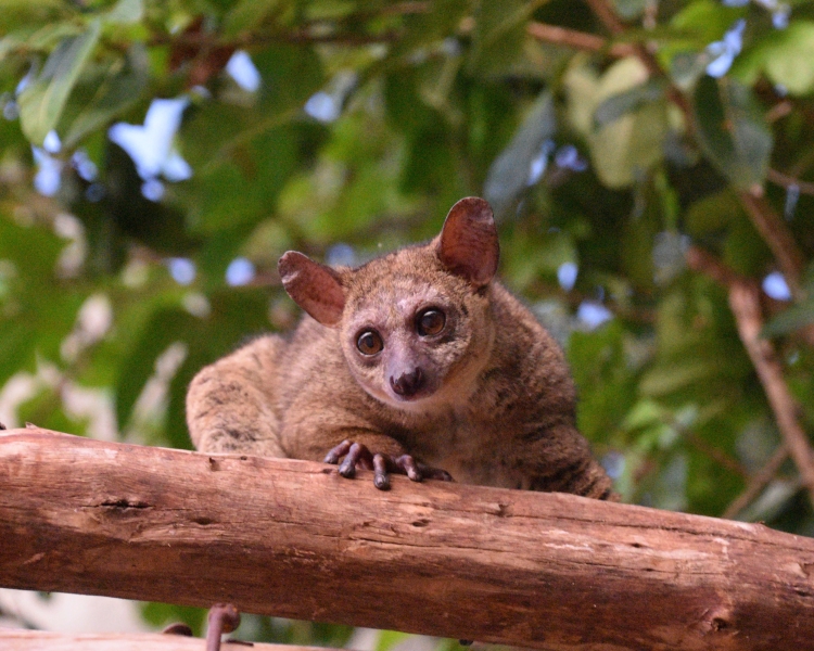 Senegal bushbaby