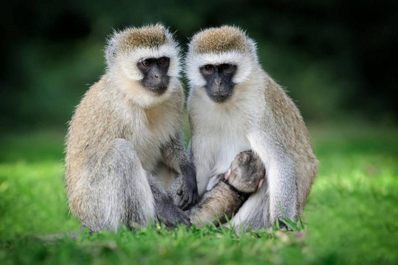 Vervet-Monkeys