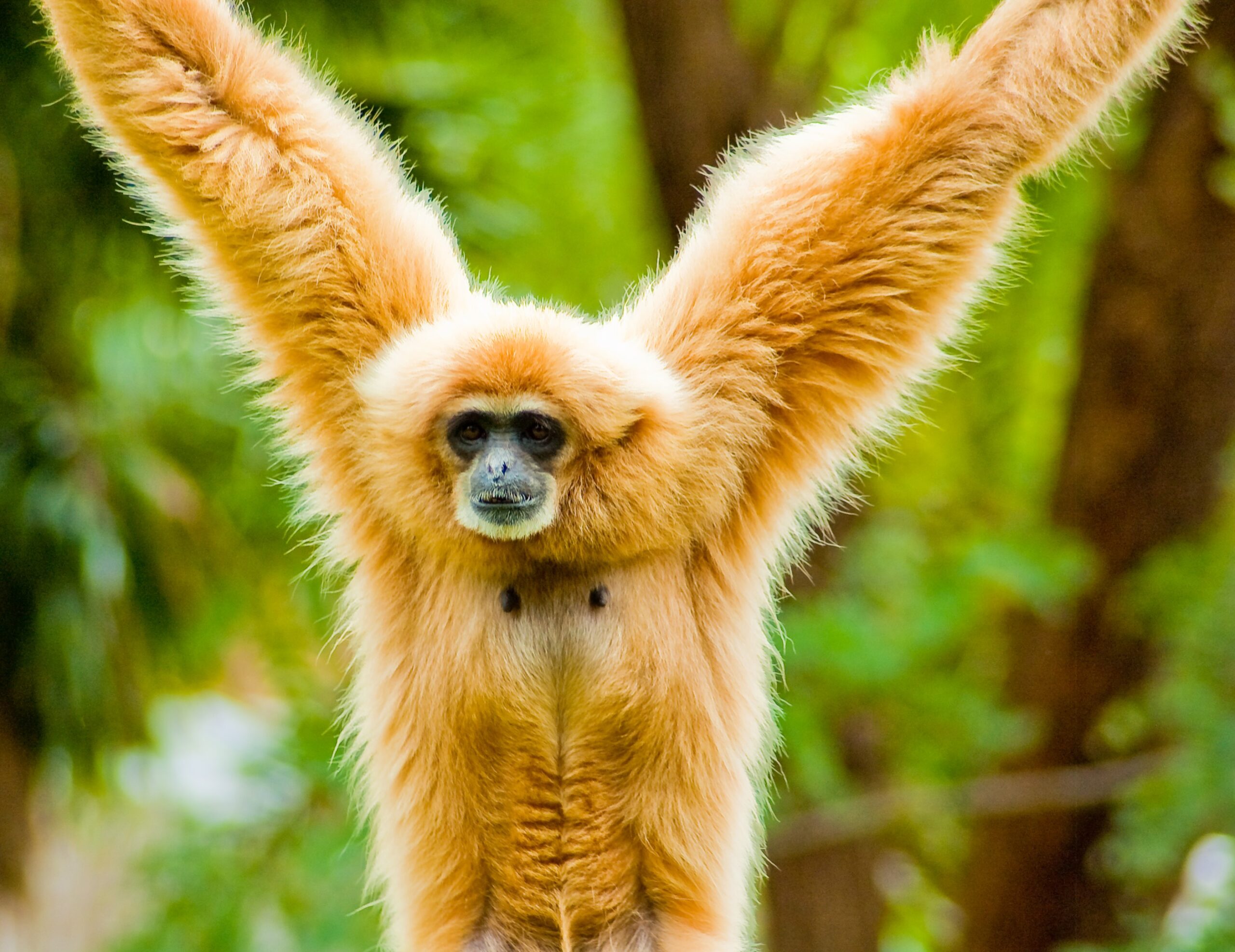 lar gibbon (1)