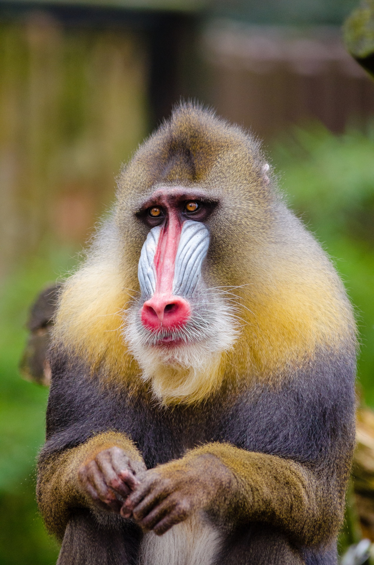 mandrill