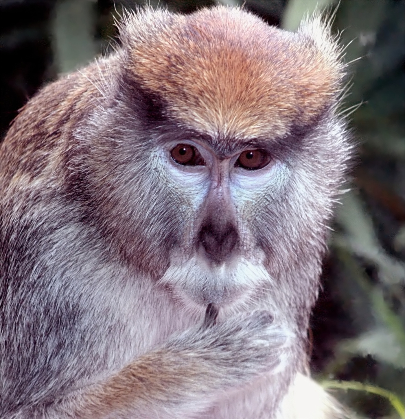 patas monkey