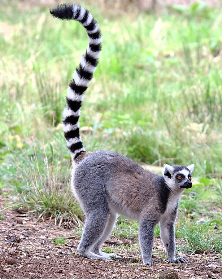 ring-tailed lemurjpg