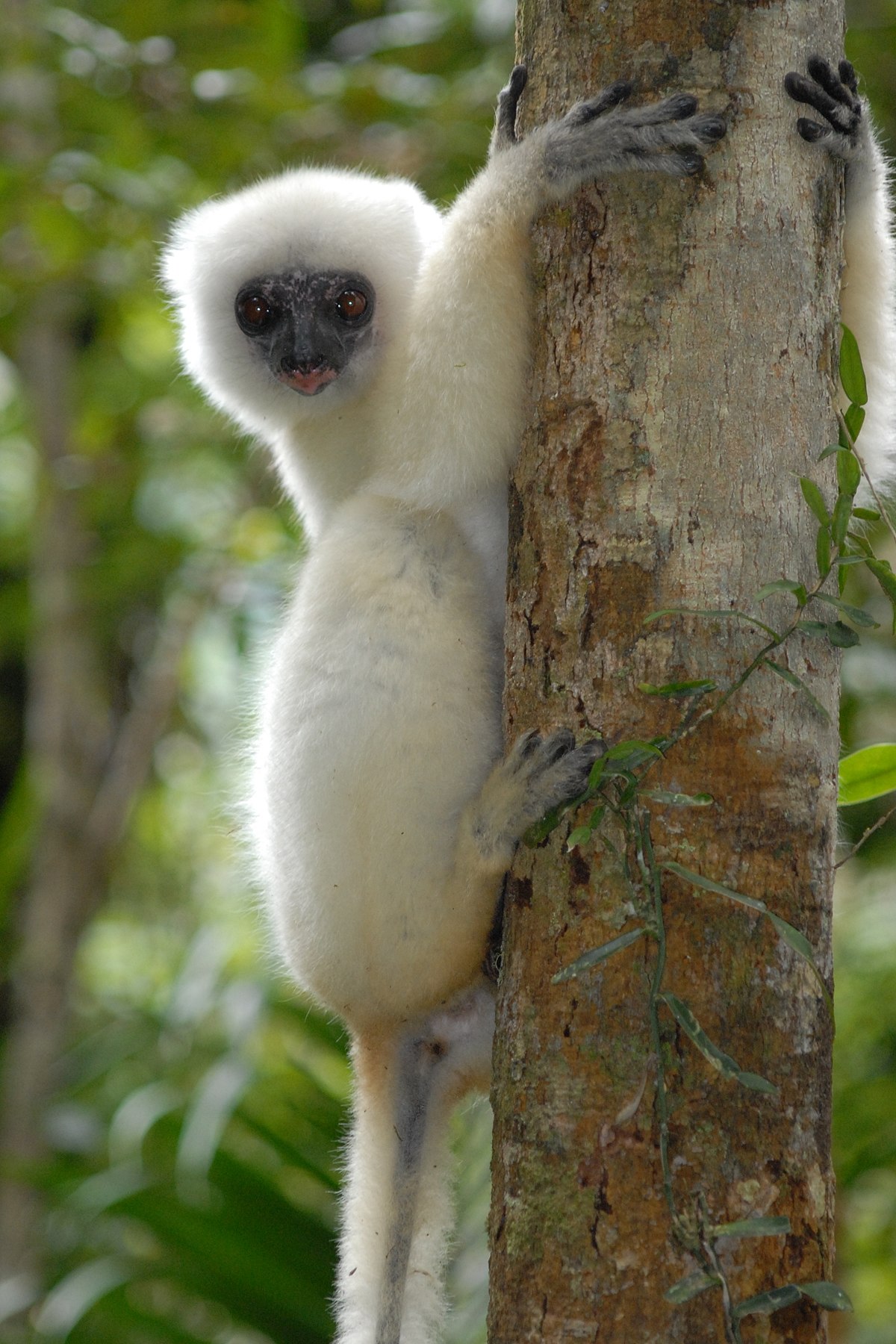 silky sifaka