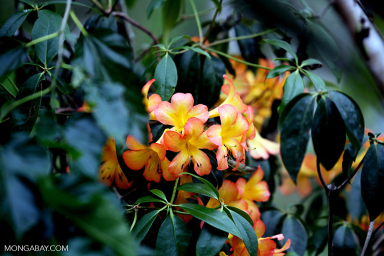 Study revealing New Guinea’s plant life ‘first step’ toward protection