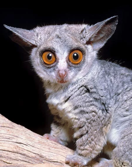 Galago senegalensis