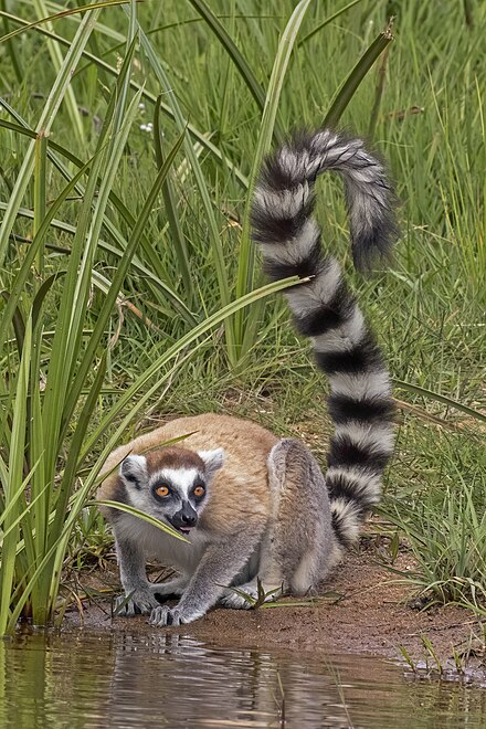 Ring-tailed_lemur_(Lemur_catta)