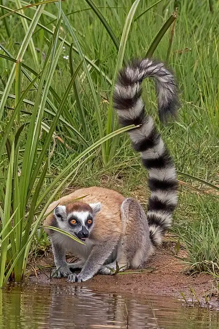 Ring-tailed_lemur_(Lemur_catta)