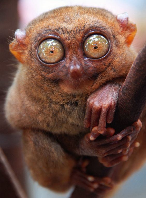 pygmy-tarsier-92d19e68-371c-44dd-bb09-330134b30bf-resize-750