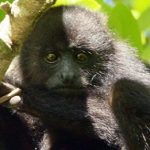 Profile photo of Howler Monkey Resort, Belize
