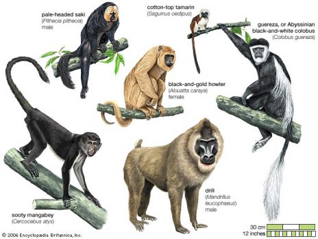 Mammals/primates/body of representative Anthropoids/monkeys
omammal095j
528 x 700
9th of April, 2003
cmmccabe