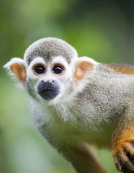 Common-squirrel-monkey