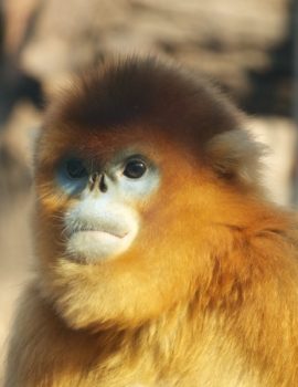 Beijing Zoo animals - monkey!